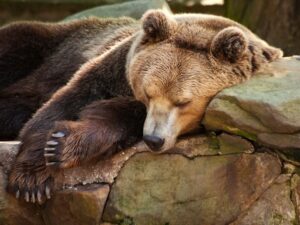 Медвежий отдых фото